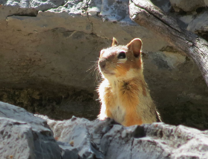 Golden-mantled Ground Squirrel